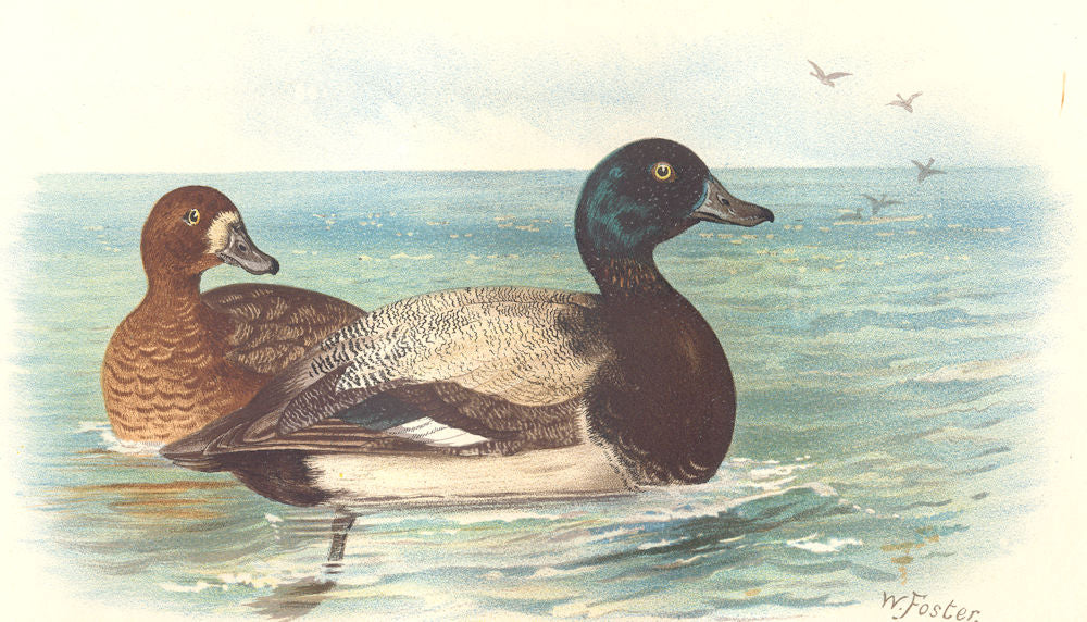 INDIAN GAME BIRDS. Scaup (Fuligula Marila). Chromolithograph. FINN 1915 print